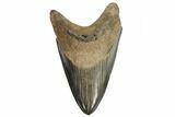 Serrated, Fossil Megalodon Tooth - Georgia #107270-1